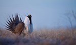 sage grouse